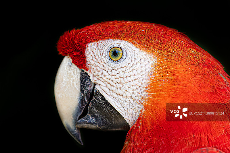 金刚鹦鹉图片素材