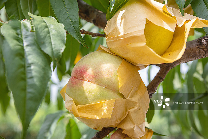 无锡水蜜桃，早桃品种白凤桃图片素材