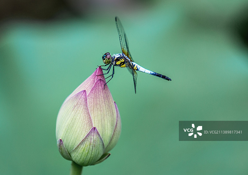 蜻蜓和荷花图片素材