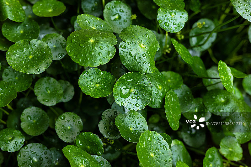 绿植香菇草图片素材