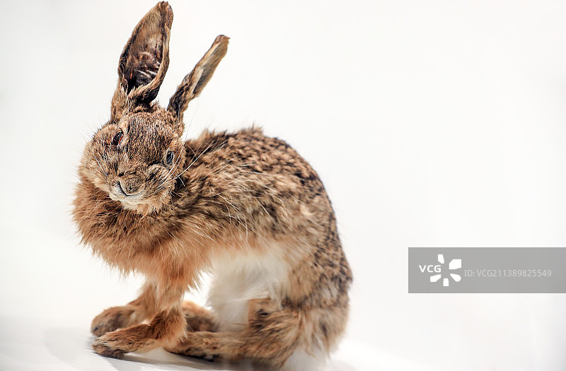 一只野兔子的标本图片素材