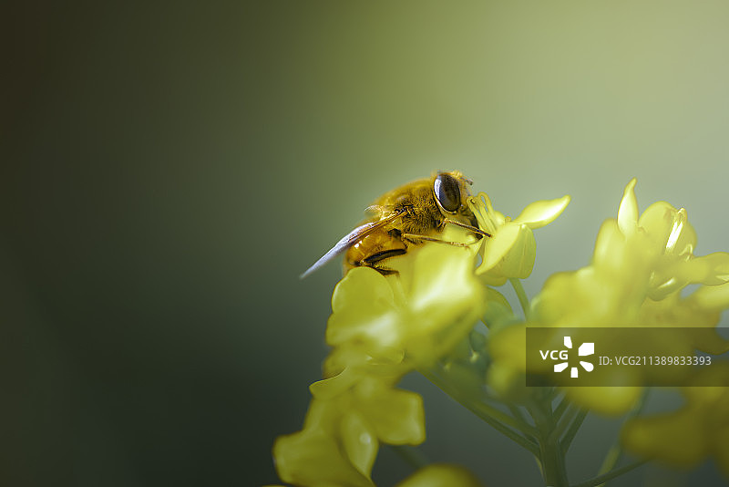 勤劳的小蜜蜂图片素材