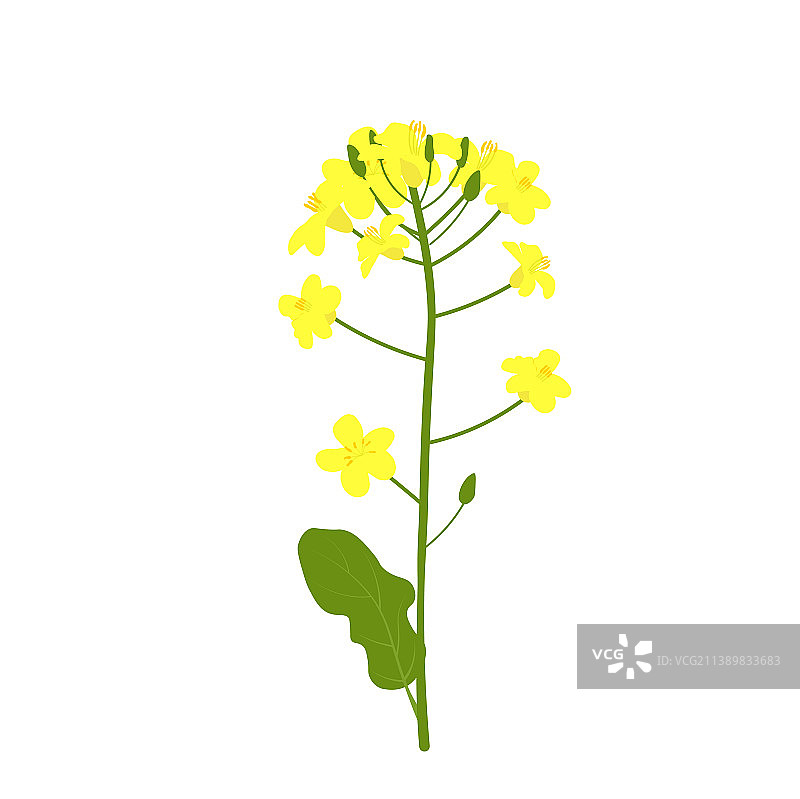 油菜籽图片素材