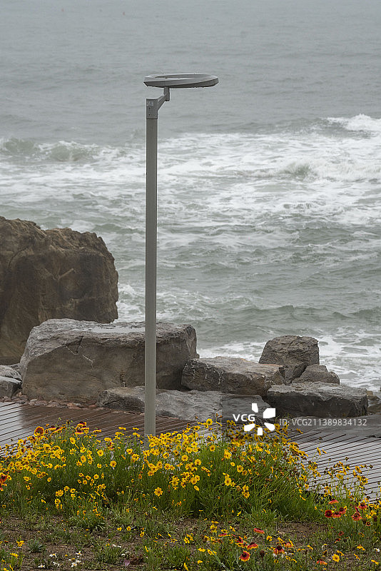 青岛黄岛旅游海边沙滩黄花植物图片素材