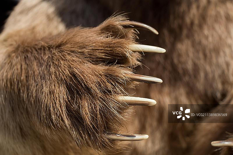 棕熊的爪子和锋利的爪子图片素材