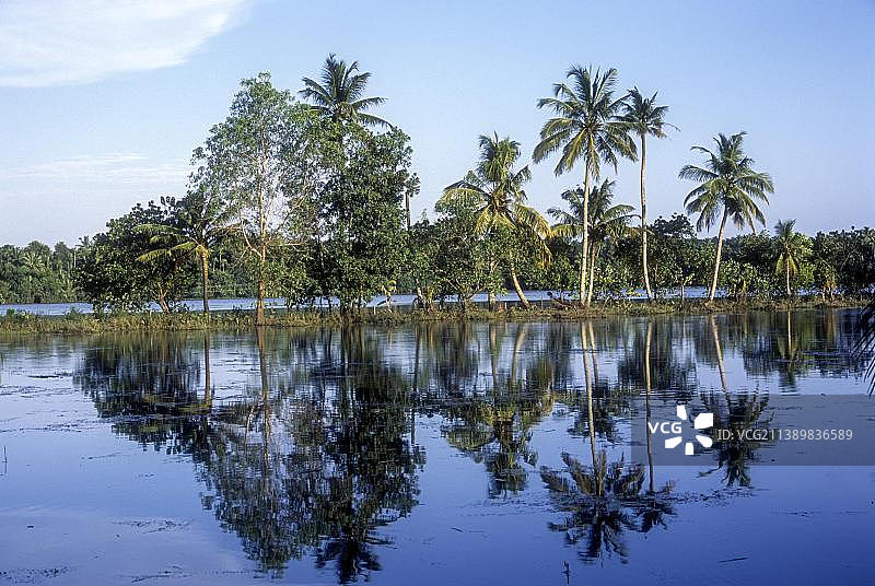 印度喀拉拉邦回水区的椰子树倒影图片素材