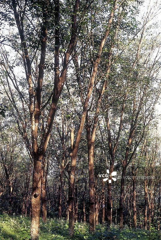 印度喀拉拉邦科塔亚姆的橡胶树图片素材