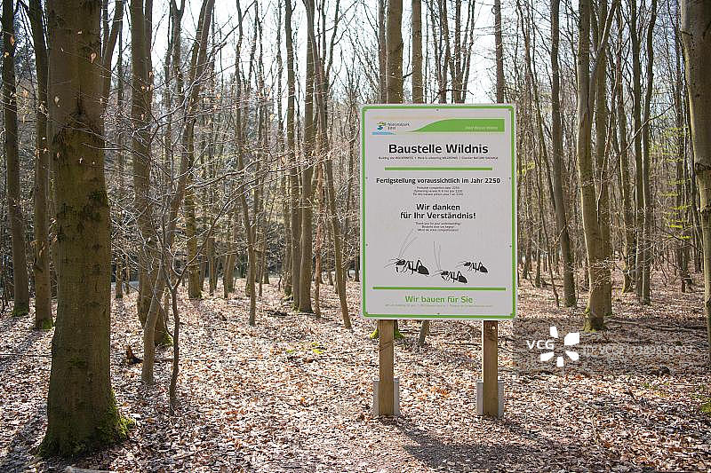 关于自然森林发展的创意信息板：德国北莱茵-威斯特法伦州埃ifel国家公园图片素材