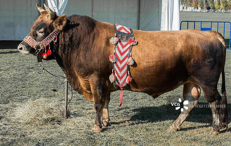 草地上带有土耳其传统织物的棕色公牛图片素材