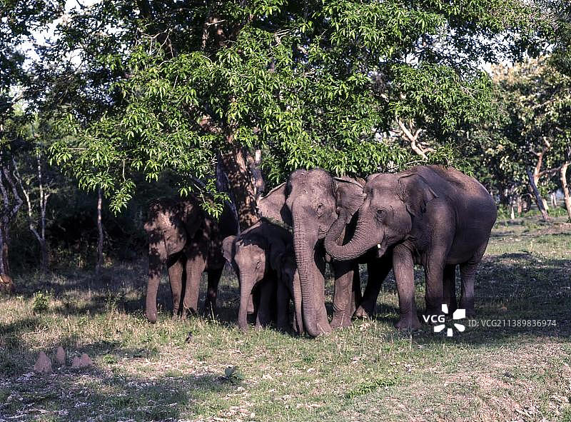 印度卡纳塔克邦班迪普尔国家公园的野生大象图片素材