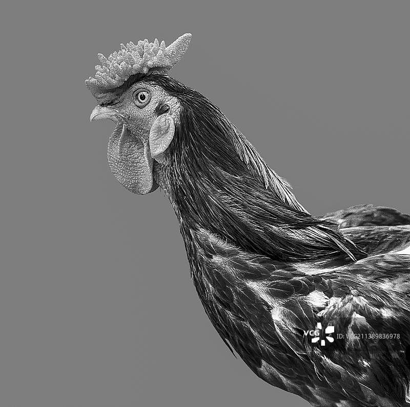 印度泰米尔纳德邦的公鸡图片素材