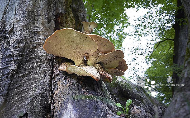 树干上的鳞盖伞菌，英国花园，慕尼黑，巴伐利亚，德国，欧洲图片素材