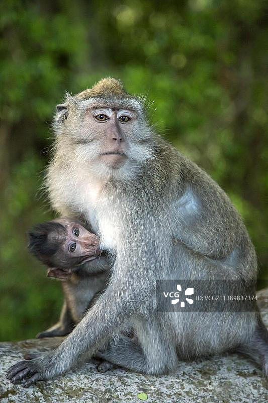 在印度尼西亚巴厘岛乌布圣猴森林，一只长尾猕猴妈妈正在给宝宝哺乳图片素材