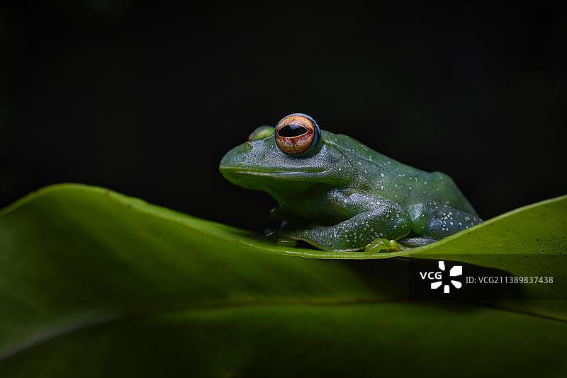 马达加斯加北部雨林中的攀树蛙图片素材