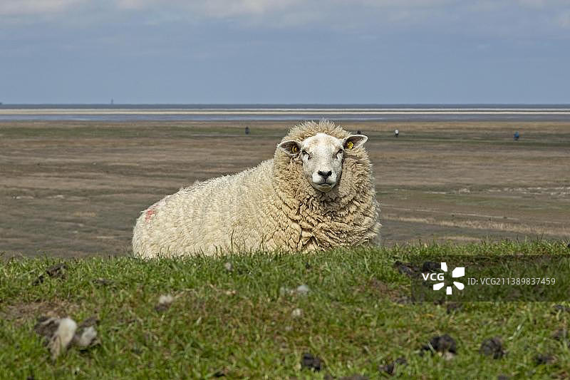 德国石堤上的绵羊图片素材