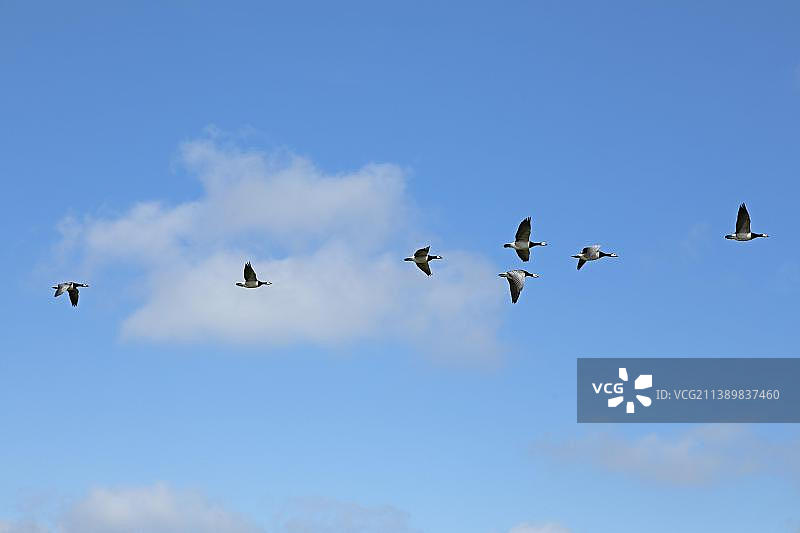 德国石勒苏益格-荷尔斯泰因的白颊黑雁群图片素材