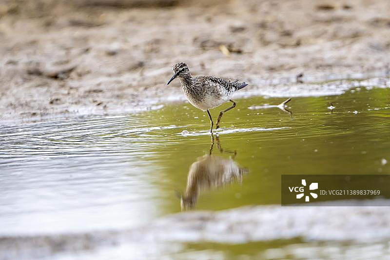 德国莱茵兰-普法尔茨州阿尔坎山，浅水中觅食的林鹬图片素材