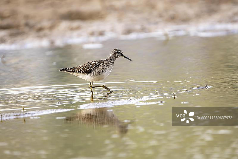 德国莱茵兰-普法尔茨州阿尔坎山，浅水中觅食的林鹬图片素材