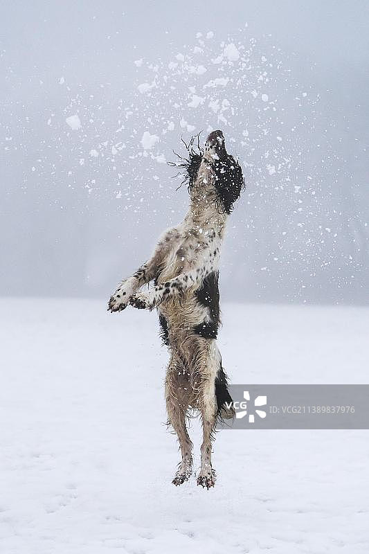 德国莱茵兰-普法尔茨州Vulkaneifel的雪地寻回犬图片素材