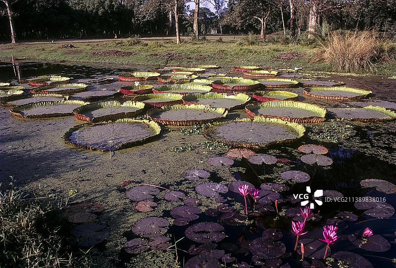 加尔各答西布尔植物园的王莲大叶子图片素材