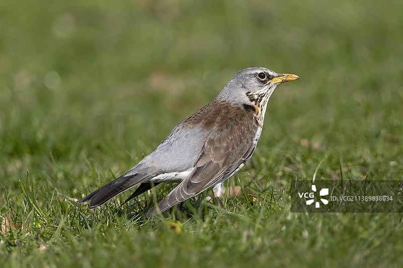 欧鸫，格吕内贝格公园，美因河畔法兰克福，黑森州，德国，欧洲图片素材