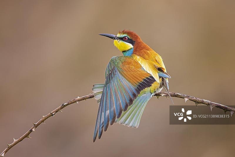 蜂虎鸟背部，羽毛护理，德国萨克森-安哈尔特图片素材