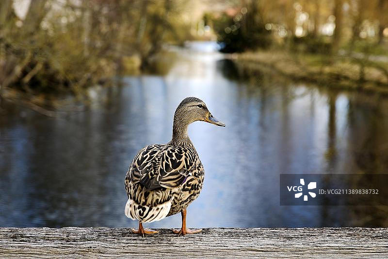 德国石勒苏益格-荷尔斯泰因州莫尔恩护城河梁上的绿头鸭雌鸟图片素材