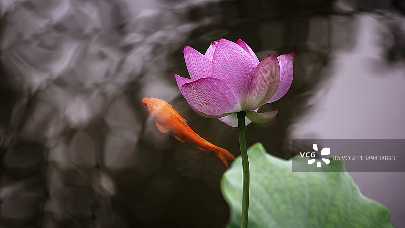 西湖荷花荷韵图片素材