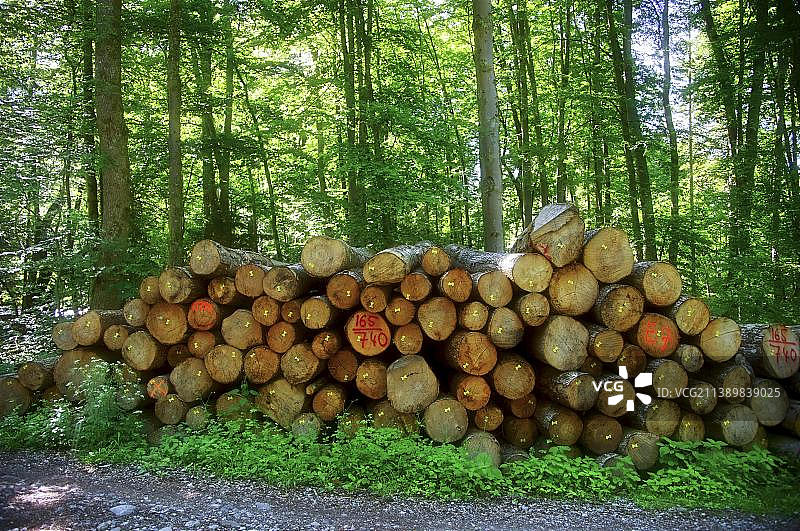 德国 Gauting 附近的 Wuermtal：森林中的原木和树木堆叠图片素材