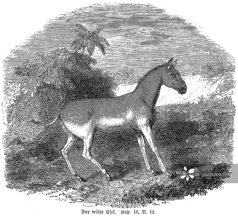 野驴，自然，植物，棕榈树，《摩西圣经·旧约·创世纪》第16章第12节，1850年历史插图图片素材