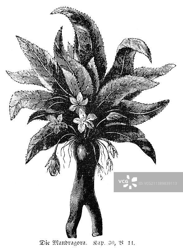 曼德拉草，植物，花，根，叶，《圣经》，《旧约》，《创世纪》，第30章，第11节，1850年历史插图图片素材