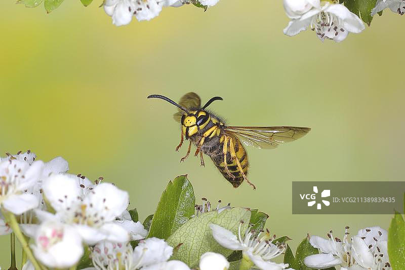 德国黄胡蜂飞行特写，高速摄影，在双柄山楂树上，德国北莱茵-威斯特法伦图片素材