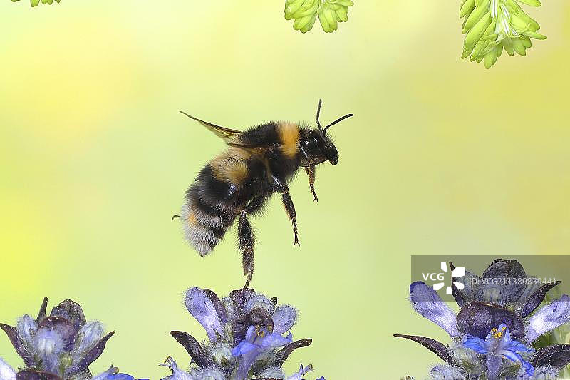 飞行中的花园大黄蜂高速摄影图片素材