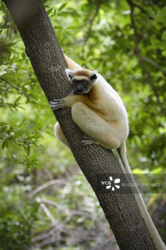 洛基马南巴托保护区北部马达加斯加干燥森林中的金色冕狐猴图片素材