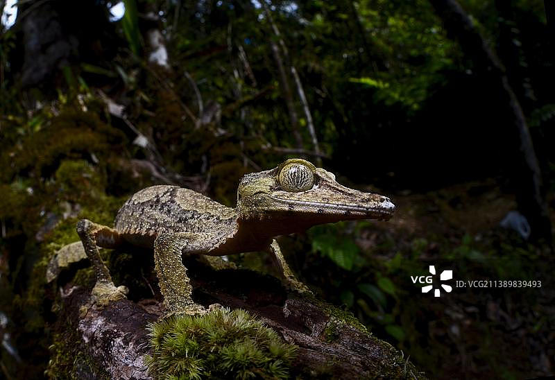 马达加斯加马洛杰基国家公园的叶尾壁虎图片素材