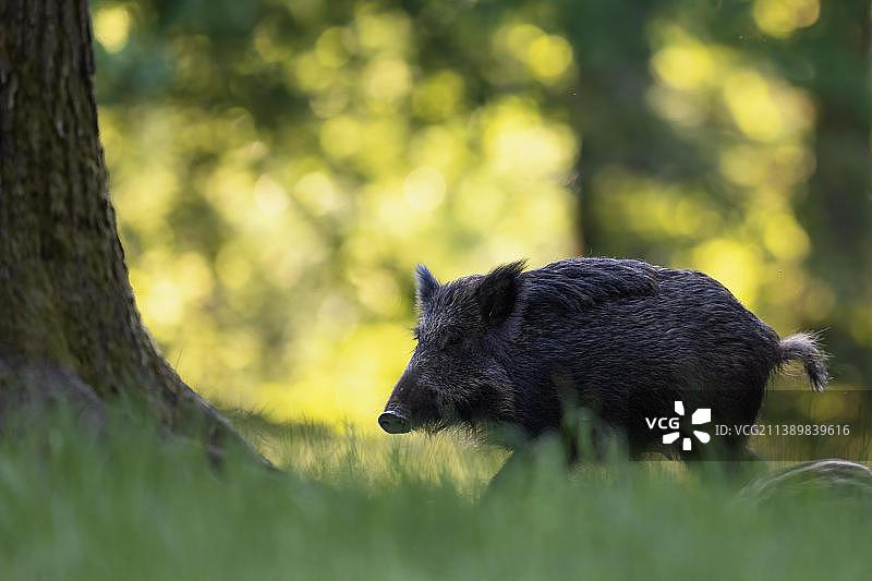 野猪在德国艾费尔地区的草地上图片素材