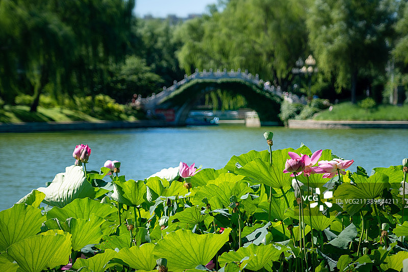 北京陶然亭荷花池图片素材