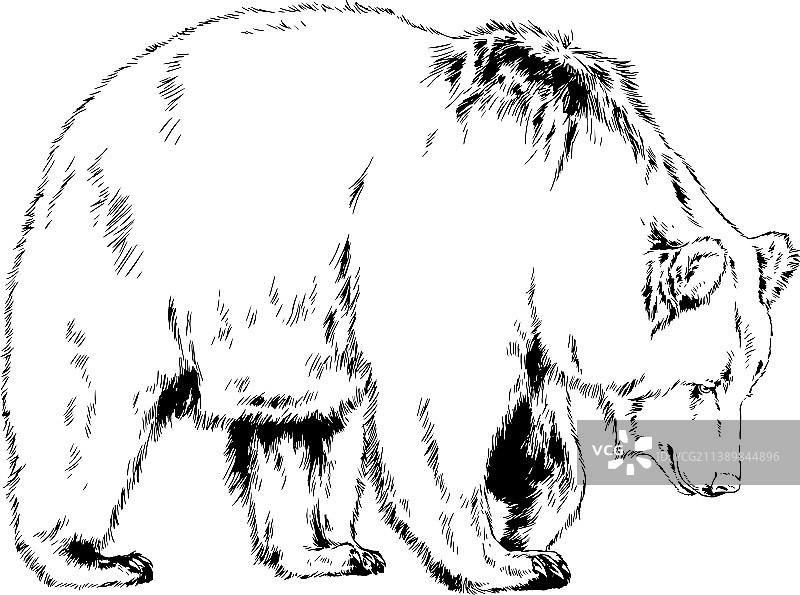 手绘墨水棕色大灰熊图片素材