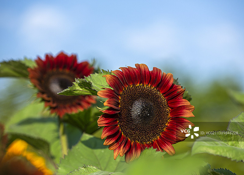 单杆切花型观赏向日葵--“黑天鹅”--图片素材
