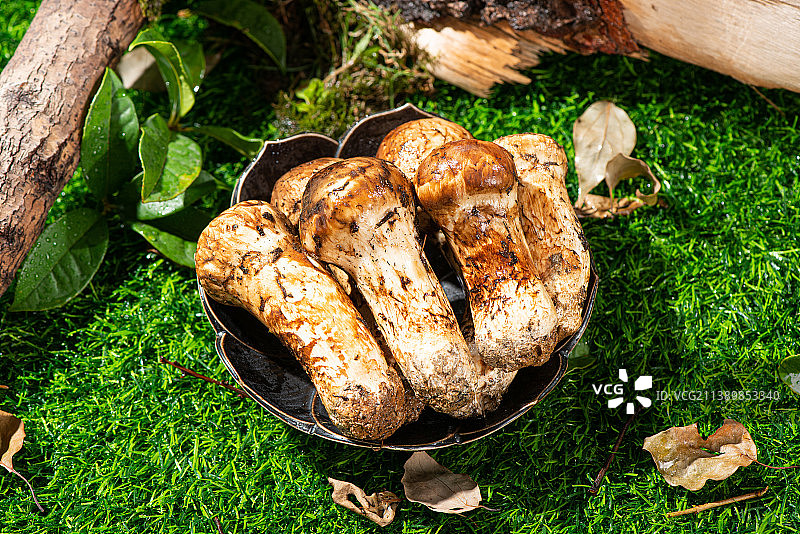 新鲜松茸菇图片素材