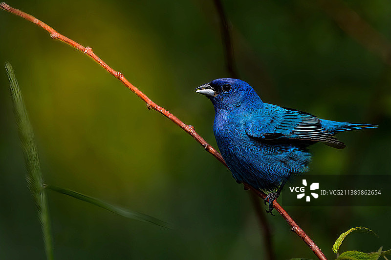 鸣禽栖息在树枝上的特写图片素材