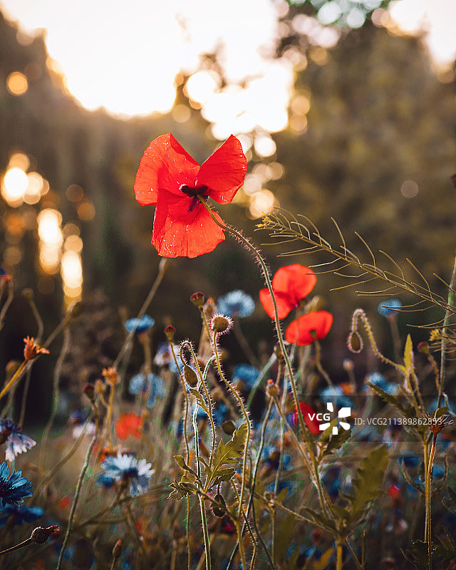 田野上红色罂粟花的特写图片素材