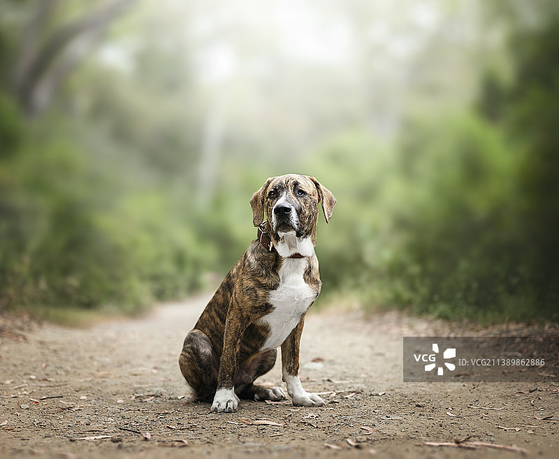 坐在大自然中享受的可爱小狗图片素材