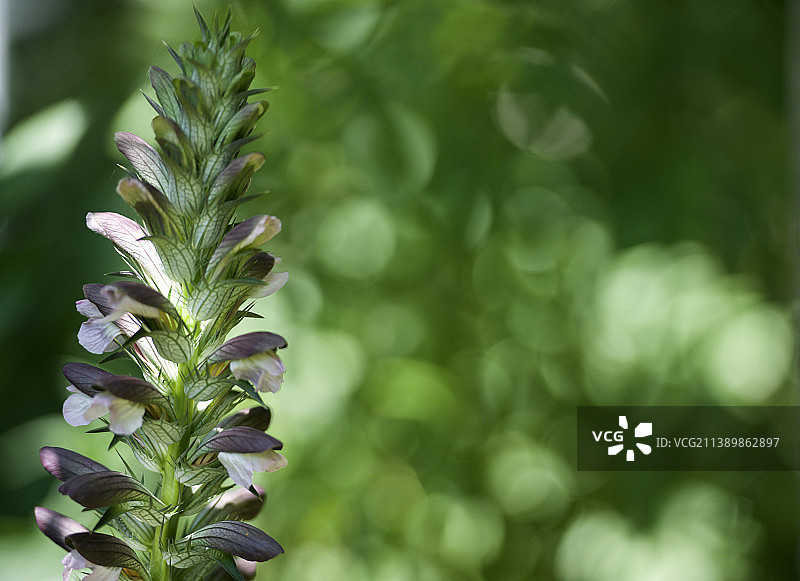 开花植物的特写图片素材