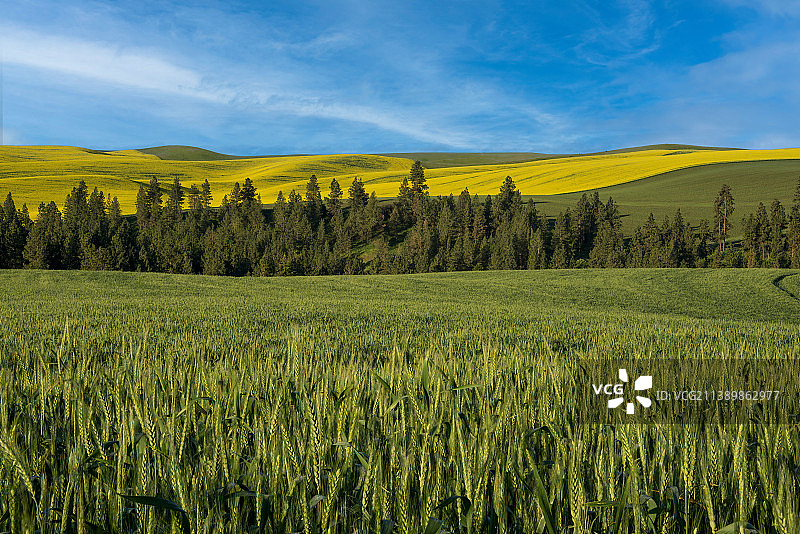 华盛顿州科尔法克斯的田野风光图片素材