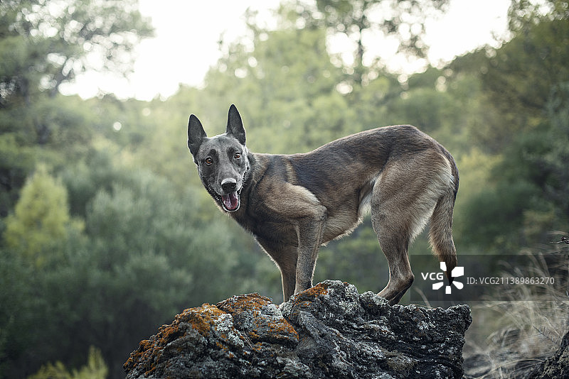 岩石上快乐的比利时马林诺斯犬图片素材