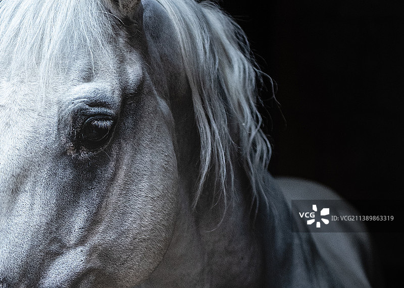 奥地利维也纳的马匹特写图片素材