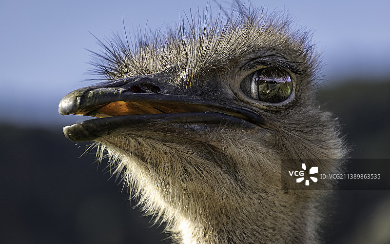 鸵鸟侧面特写图片素材