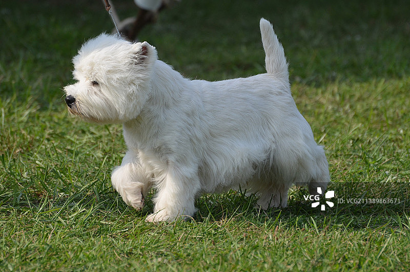 西高地白梗犬种介绍图片素材
