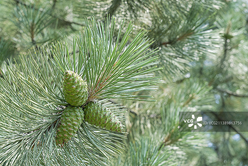 作为背景的针叶树枝特写图片素材